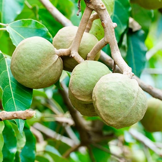 OGX ہائیڈریٹ اور ڈیفریز کوکوئی آئل شیمپو - ہموار، نمی مزاحم چمک